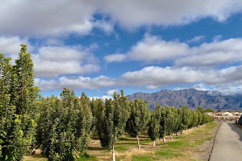 Food Lovers Trek To This Nevada Orchard For Pick-Your-Own Peaches, Fresh Berries, And Apple Cider Donuts