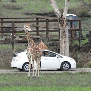 This Oregon Safari Park Lets You Feed Grazing Animals From Your Car While Cheetahs and Giraffes Roam Nearby