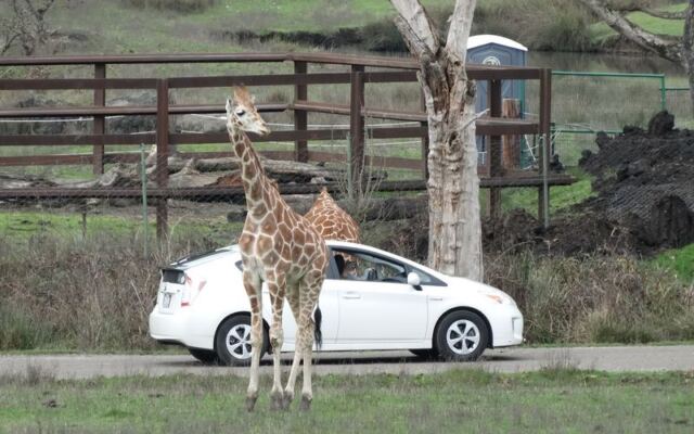 This Oregon Safari Park Lets You Feed Grazing Animals From Your Car While Cheetahs and Giraffes Roam Nearby