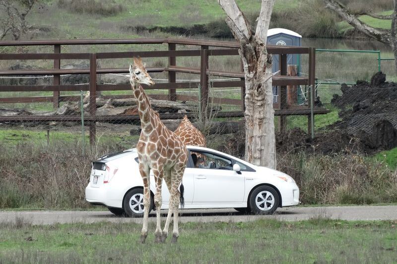 This Oregon Safari Park Lets You Feed Grazing Animals From Your Car While Cheetahs and Giraffes Roam Nearby