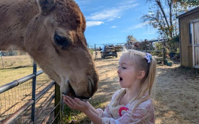 This North Carolina Rescue Sanctuary Lets You Get Hands-On With Sloths, Kangaroos, And Other Rescued Exotic Animals