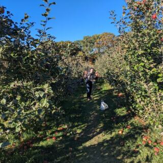 People Drive Out to This Hidden Hilltop Orchard in Central Massachusetts for the Pick-Your-Own Apples and Cider Donuts