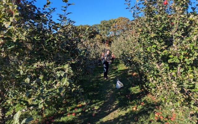 People Drive Out to This Hidden Hilltop Orchard in Central Massachusetts for the Pick-Your-Own Apples and Cider Donuts
