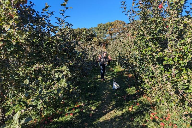 People Drive Out to This Hidden Hilltop Orchard in Central Massachusetts for the Pick-Your-Own Apples and Cider Donuts