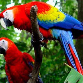 13 Destinations Rich in Colorful Macaws
