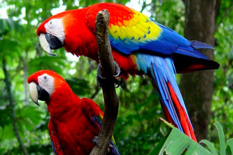 13 Destinations Rich in Colorful Macaws