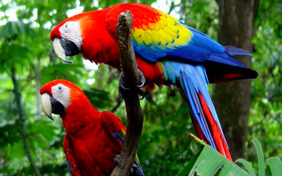 13 Destinations Rich in Colorful Macaws