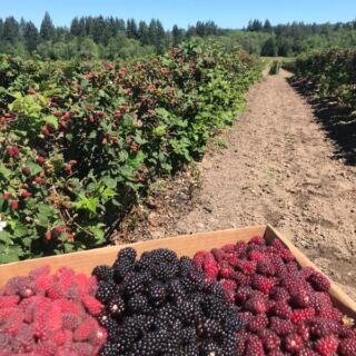 This Oregon Farm Lets You Pick Your Own Berries And Wander Fields Of Sunflowers You Can Cut Yourself