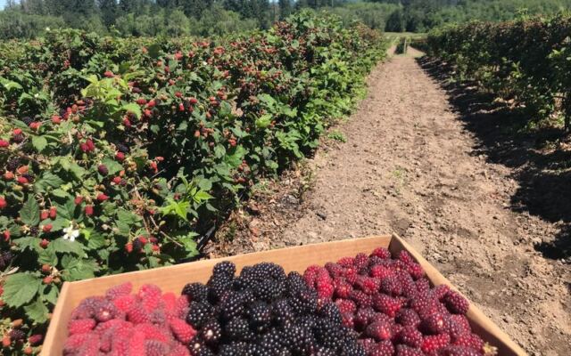 This Oregon Farm Lets You Pick Your Own Berries And Wander Fields Of Sunflowers You Can Cut Yourself