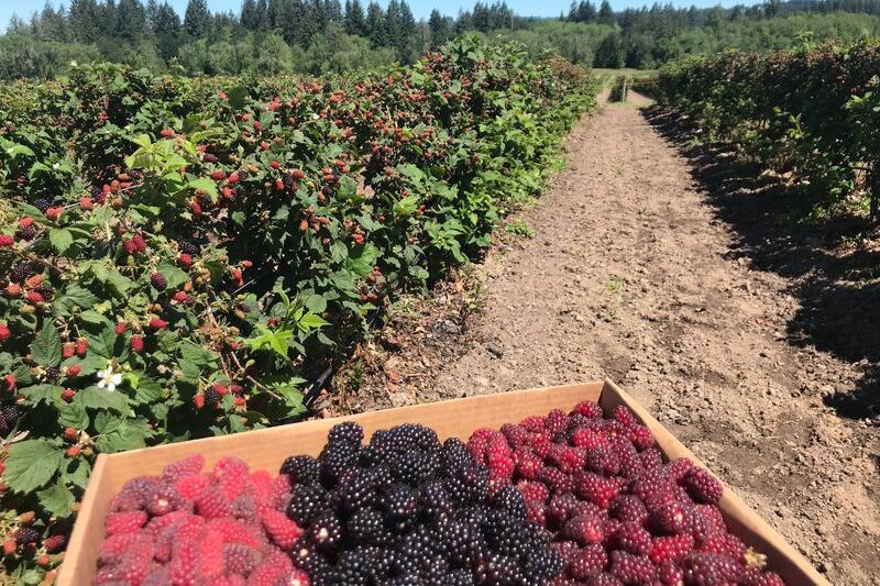 This Oregon Farm Lets You Pick Your Own Berries And Wander Fields Of Sunflowers You Can Cut Yourself