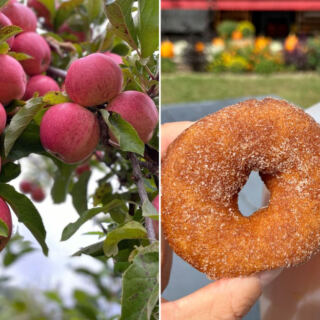 This Massachusetts Orchard Fries Fresh Cider Donuts While You Pick Your Own Apples In A Quiet Countryside