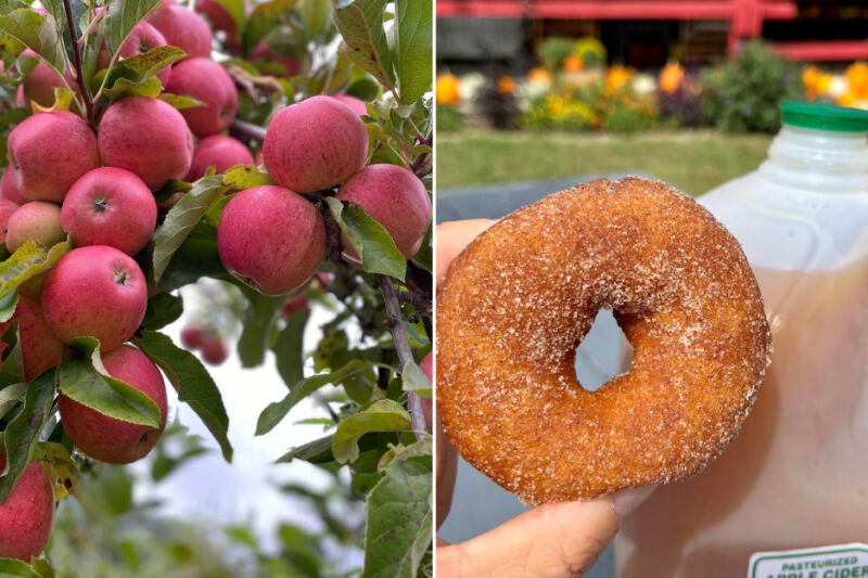 This Massachusetts Orchard Fries Fresh Cider Donuts While You Pick Your Own Apples In A Quiet Countryside