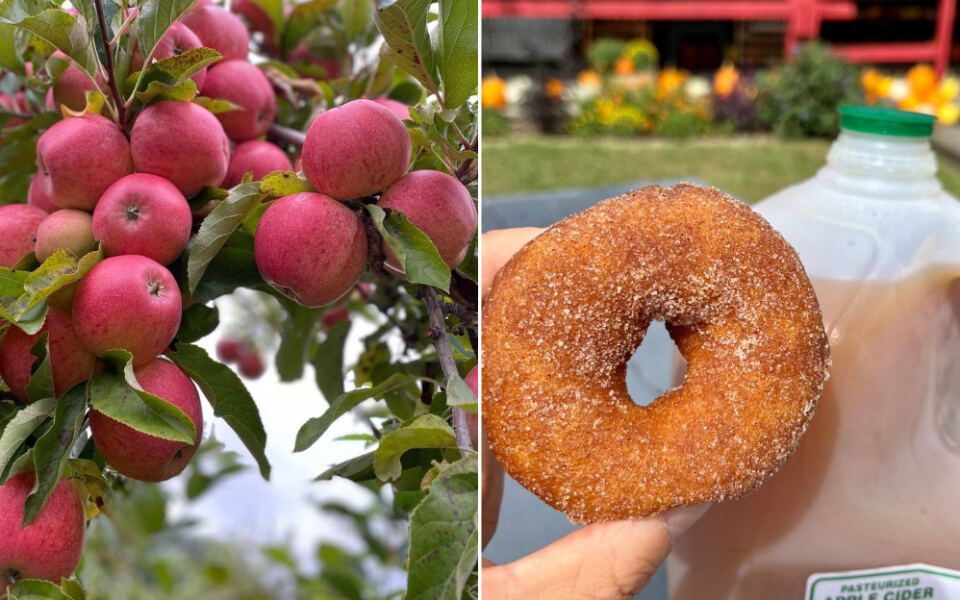 This Massachusetts Orchard Fries Fresh Cider Donuts While You Pick Your Own Apples In A Quiet Countryside