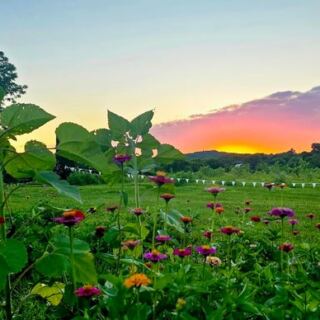 This Tennessee Farm Lets You Pick Blackberries And Roam Fields Of Wildflowers You Can Cut Yourself