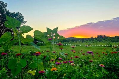 This Tennessee Farm Lets You Pick Blackberries And Roam Fields Of Wildflowers You Can Cut Yourself
