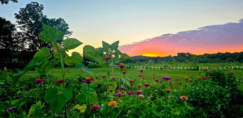 This Tennessee Farm Lets You Pick Blackberries And Roam Fields Of Wildflowers You Can Cut Yourself