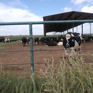 This Family-Run Oklahoma Creamery Near Tulsa Churns Ice Cream So Fresh the Cows Are Right Outside