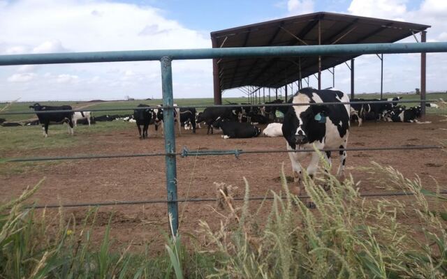 This Family-Run Oklahoma Creamery Near Tulsa Churns Ice Cream So Fresh the Cows Are Right Outside