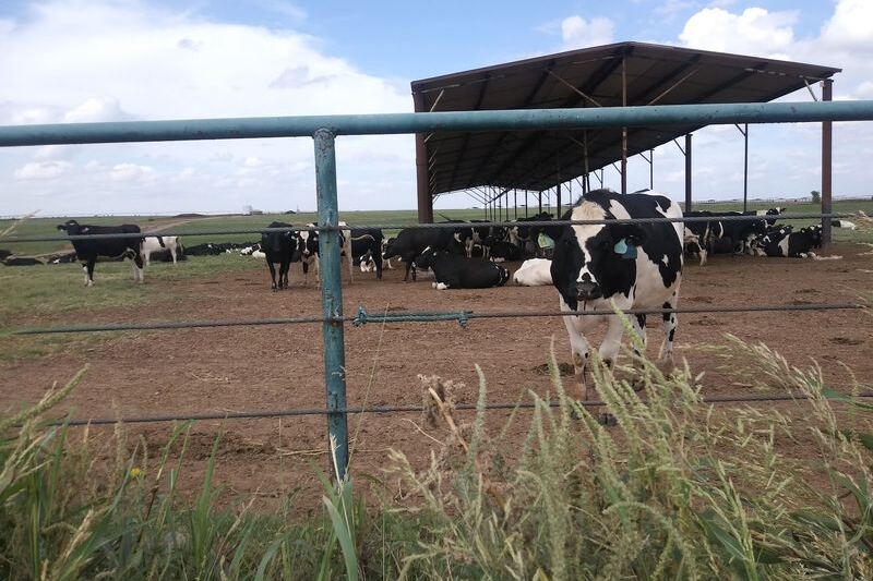 This Family-Run Oklahoma Creamery Near Tulsa Churns Ice Cream So Fresh the Cows Are Right Outside