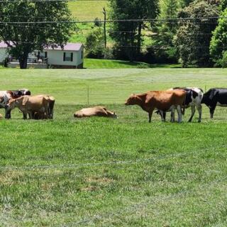 At This Family-Run Tennessee Dairy, You Eat Ice Cream Made On-Site While Watching the Cows