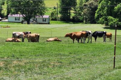 At This Family-Run Tennessee Dairy, You Eat Ice Cream Made On-Site While Watching the Cows