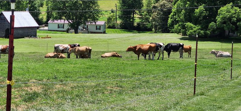 At This Family-Run Tennessee Dairy, You Eat Ice Cream Made On-Site While Watching the Cows