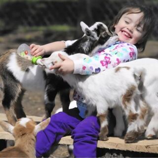 At This Illinois Farm You Can Bottle-Feed Baby Goats And Watch Them Bounce Around The Barn