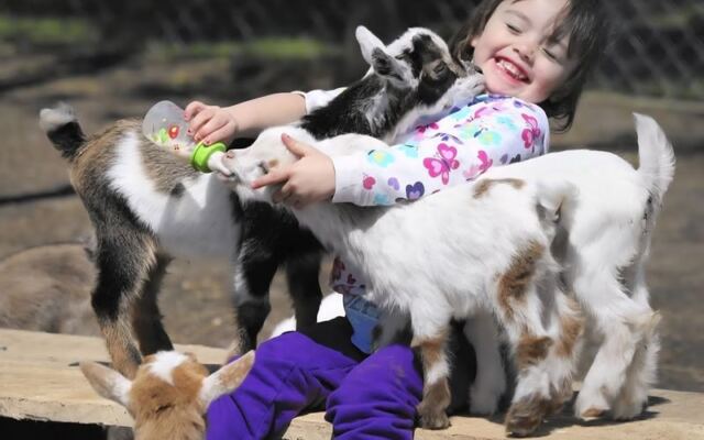 At This Illinois Farm You Can Bottle-Feed Baby Goats And Watch Them Bounce Around The Barn