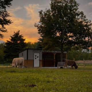At This Illinois Homestead You Can Brush And Cuddle Highland Cows And Their Fuzzy Calves