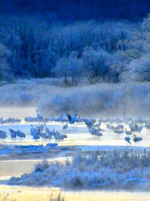12 Best Places in Asia to See Red-Crowned Cranes