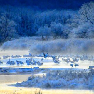 12 Best Places in Asia to See Red-Crowned Cranes