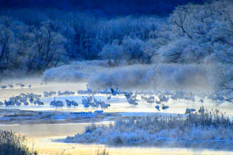12 Best Places in Asia to See Red-Crowned Cranes