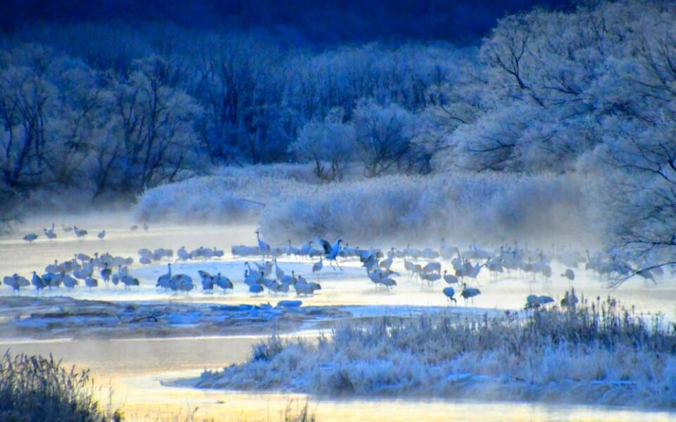 12 Best Places in Asia to See Red-Crowned Cranes