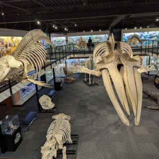 Real Skeletons of More Than 300 Animals Line Every Wall of This Oklahoma City Museum