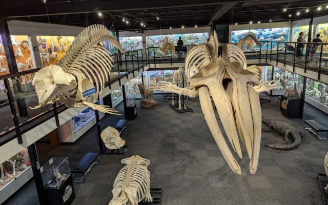 Real Skeletons of More Than 300 Animals Line Every Wall of This Oklahoma City Museum