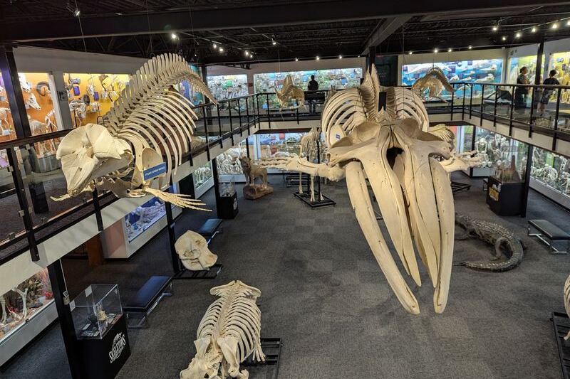 Real Skeletons of More Than 300 Animals Line Every Wall of This Oklahoma City Museum