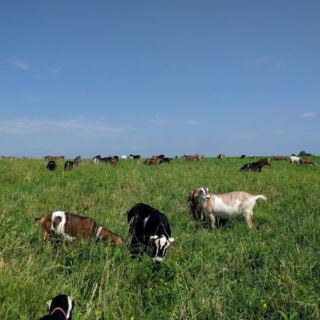 Down A Quiet Road In Illinois, One Farm Lets You Milk Goats And Make Your Own Cheese