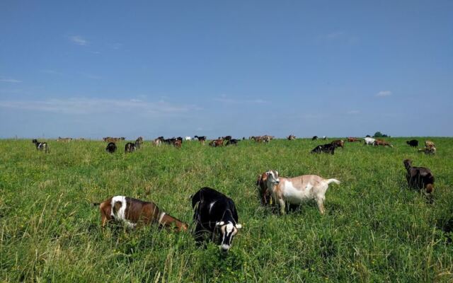Down A Quiet Road In Illinois, One Farm Lets You Milk Goats And Make Your Own Cheese