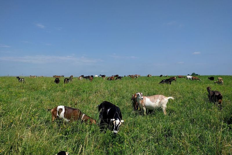 Down A Quiet Road In Illinois, One Farm Lets You Milk Goats And Make Your Own Cheese