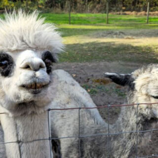 This New Jersey Alpaca Farm Lets You Meet Fuzzy Herds Minutes From Cape May