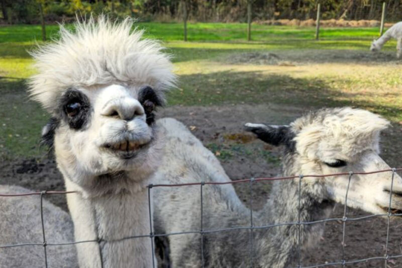 This New Jersey Alpaca Farm Lets You Meet Fuzzy Herds Minutes From Cape May