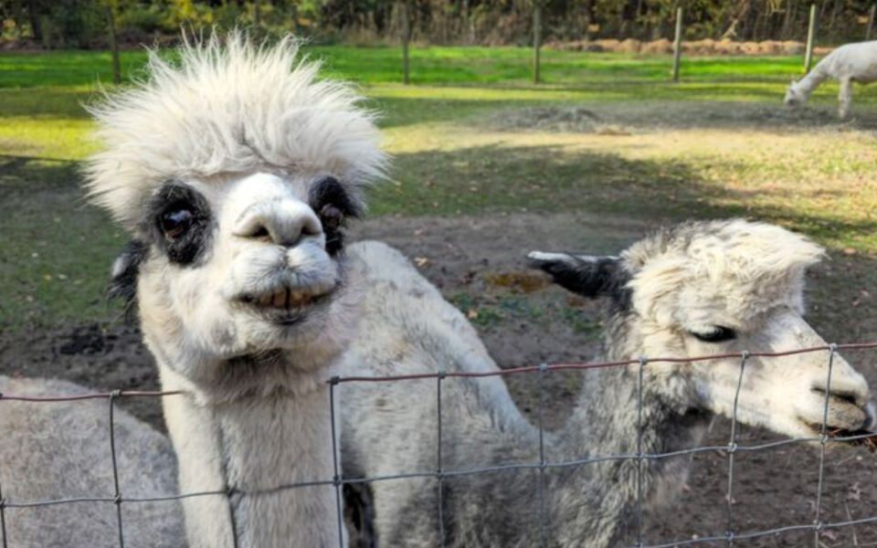 This New Jersey Alpaca Farm Lets You Meet Fuzzy Herds Minutes From Cape May