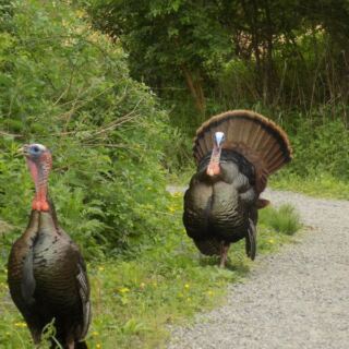 Wild Turkeys Roam Wetland Trails At This Boston Sanctuary Most Massachusetts Locals Overlook