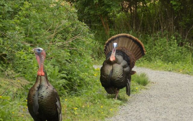 Wild Turkeys Roam Wetland Trails At This Boston Sanctuary Most Massachusetts Locals Overlook