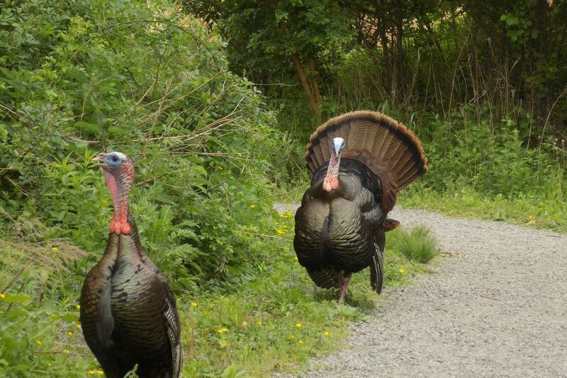 Wild Turkeys Roam Wetland Trails At This Boston Sanctuary Most Massachusetts Locals Overlook
