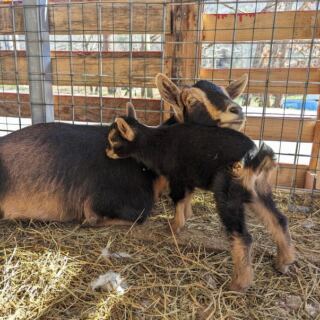 This North Carolina Rescue Farm Lets You Pet And Feed Goats With Their Own Backstories