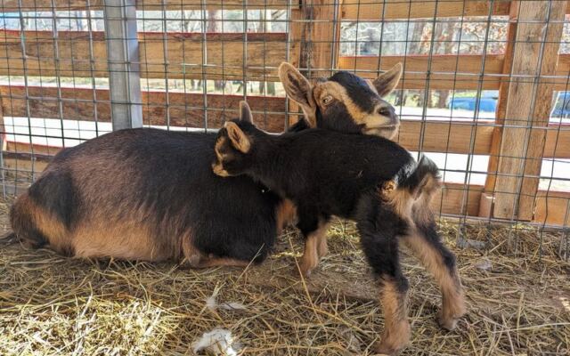 This North Carolina Rescue Farm Lets You Pet And Feed Goats With Their Own Backstories