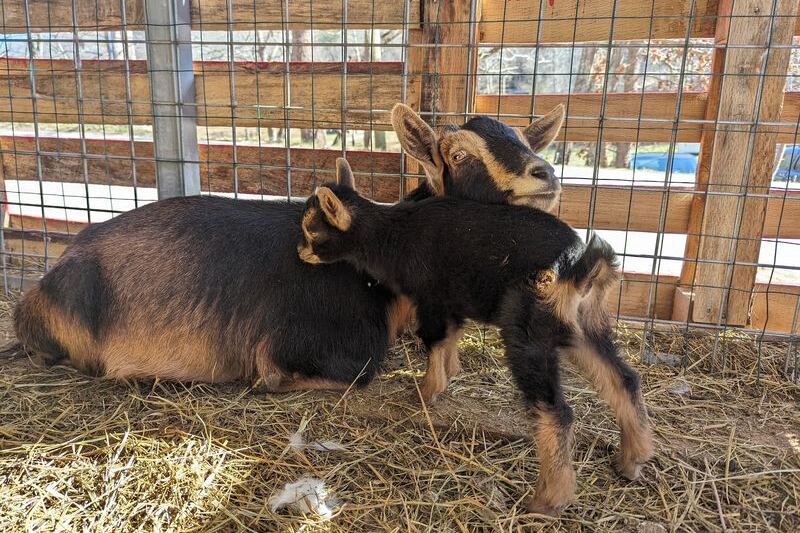 This North Carolina Rescue Farm Lets You Pet And Feed Goats With Their Own Backstories