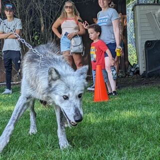 This Family-Run Illinois Wolf Ranch Brings You Face-To-Face With Rescued Wolves, A Tiger, And A Bear