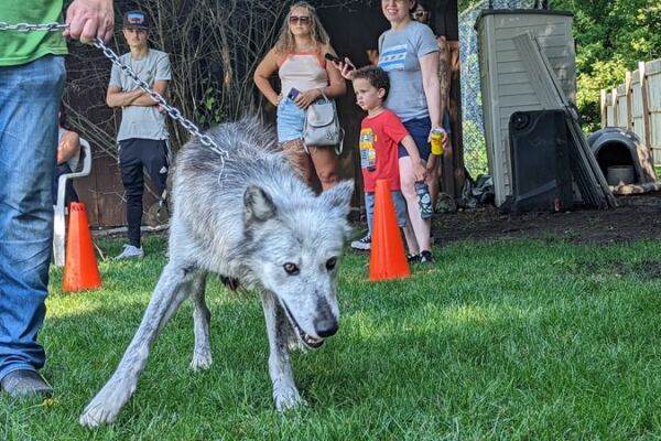 This Family-Run Illinois Wolf Ranch Brings You Face-To-Face With Rescued Wolves, A Tiger, And A Bear